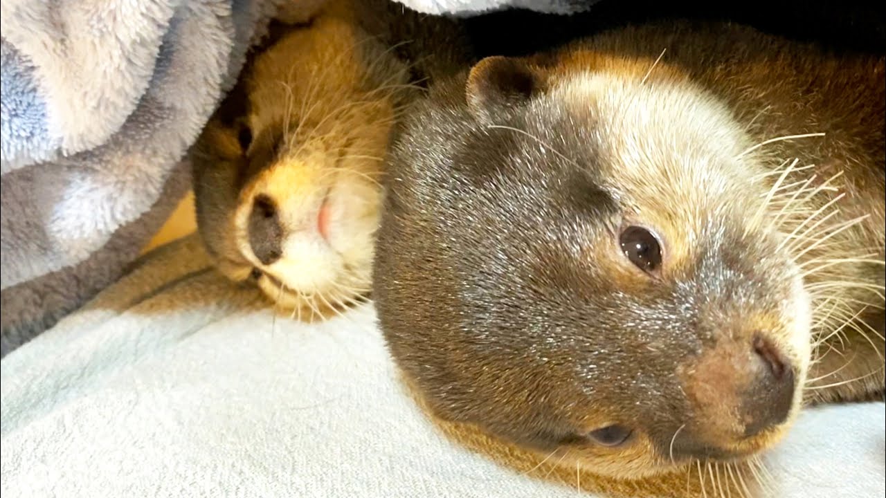 Aktualnie mamy kolejną wydra w naszym domu opr&oacute;cz ATY [Otter dnia życia 469]