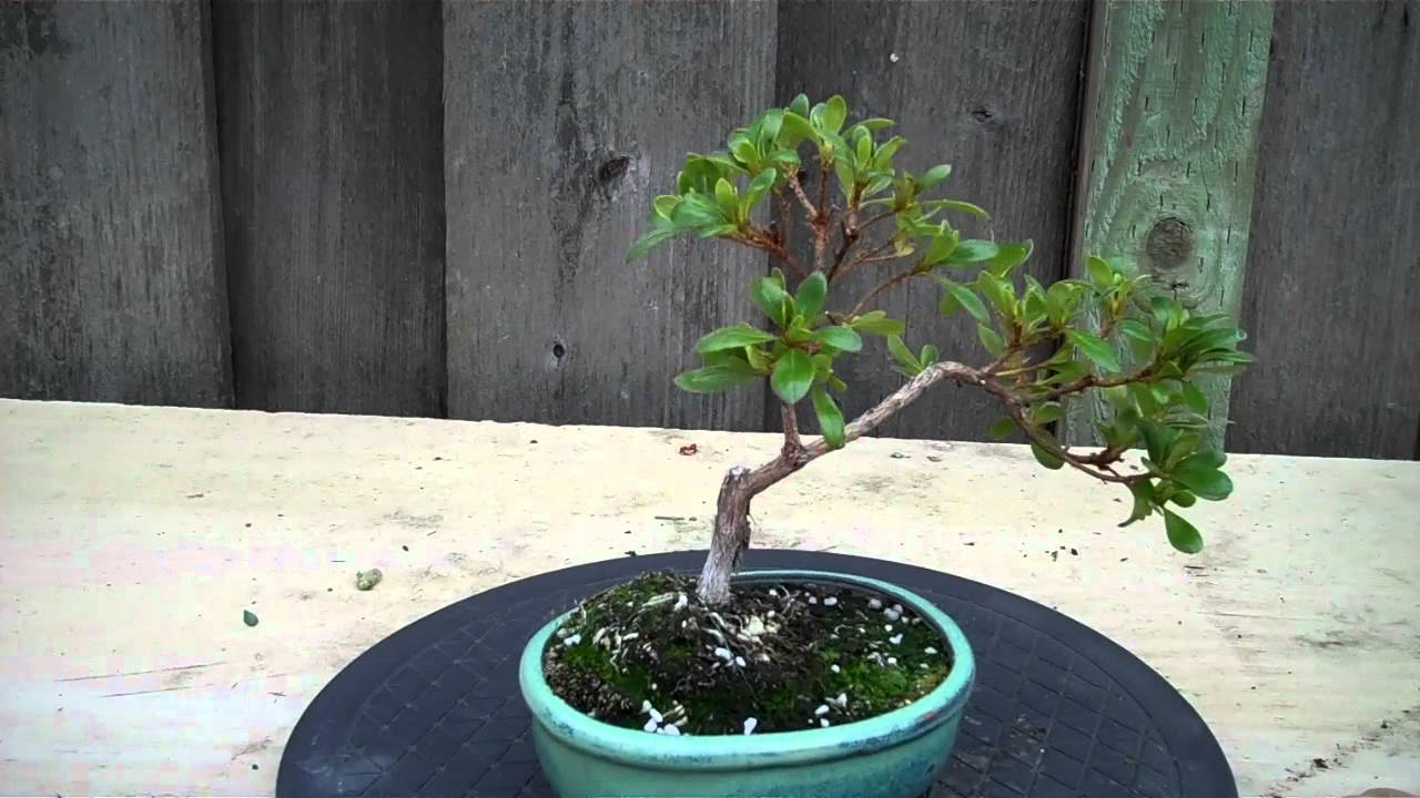 making of a shohin Azalea Bonsai One Year later.mp4