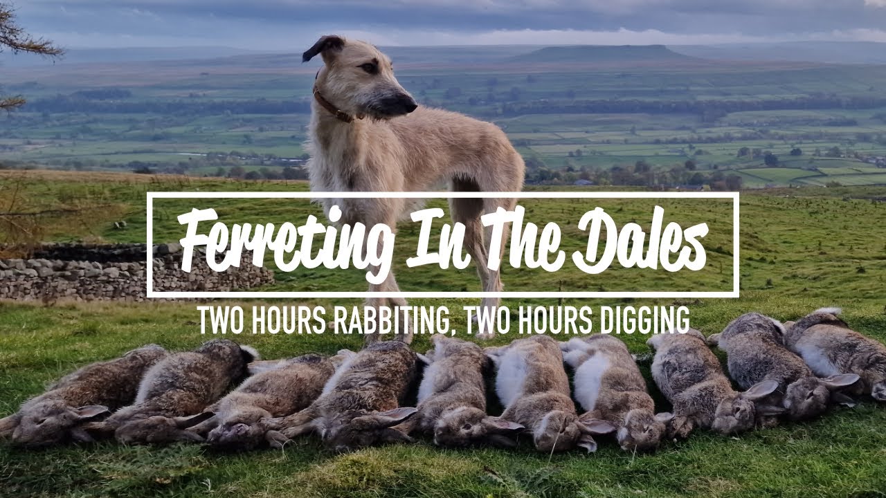 Ferreting In The Dales - Two Hours Rabbiting, Two Hours Digging