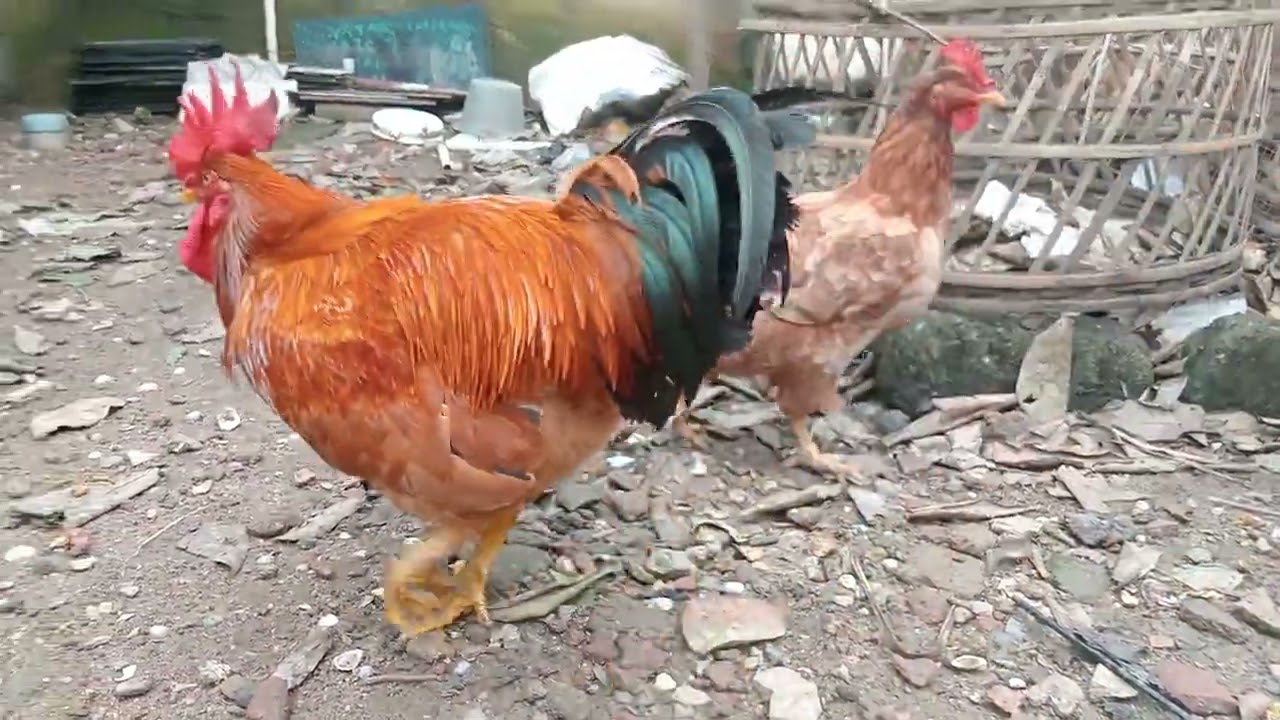 Ayam jago Merawang sedang berkokok