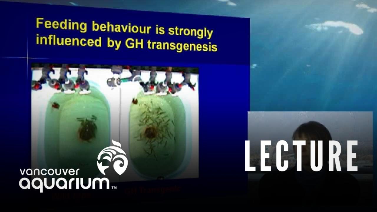 Genetics of Transgenic Salmon