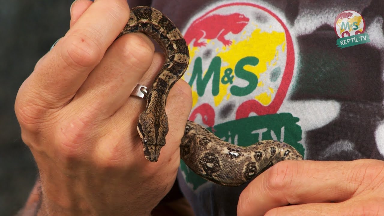 Reptil TV - Folge 53 - Abgottschlange / Boa c. constrictor / Boa c. imperator - Teil 2