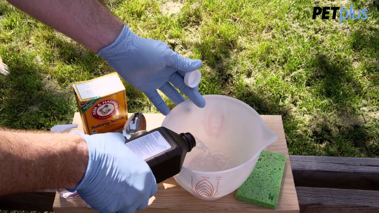 How to Remove Skunk Smell from Your Dog