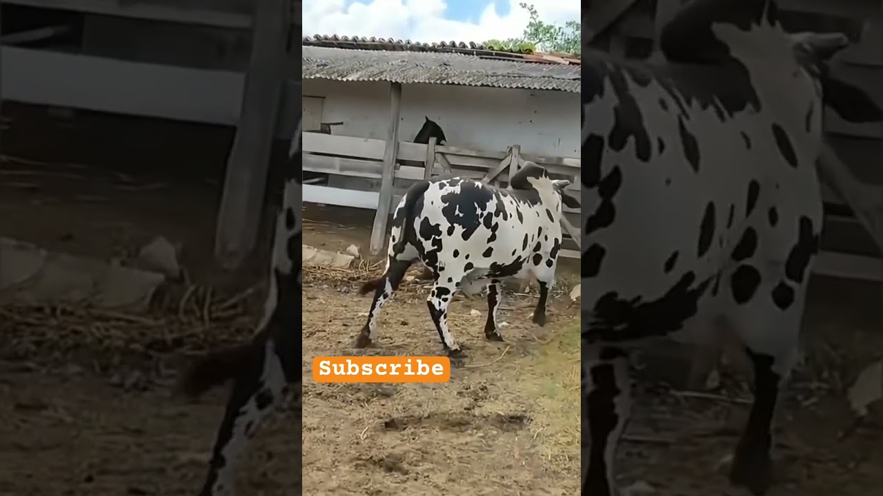 Nelor bul in weleg cow farms beast bull #cattlefarming #cow_farming #trending #viral #brahman #short