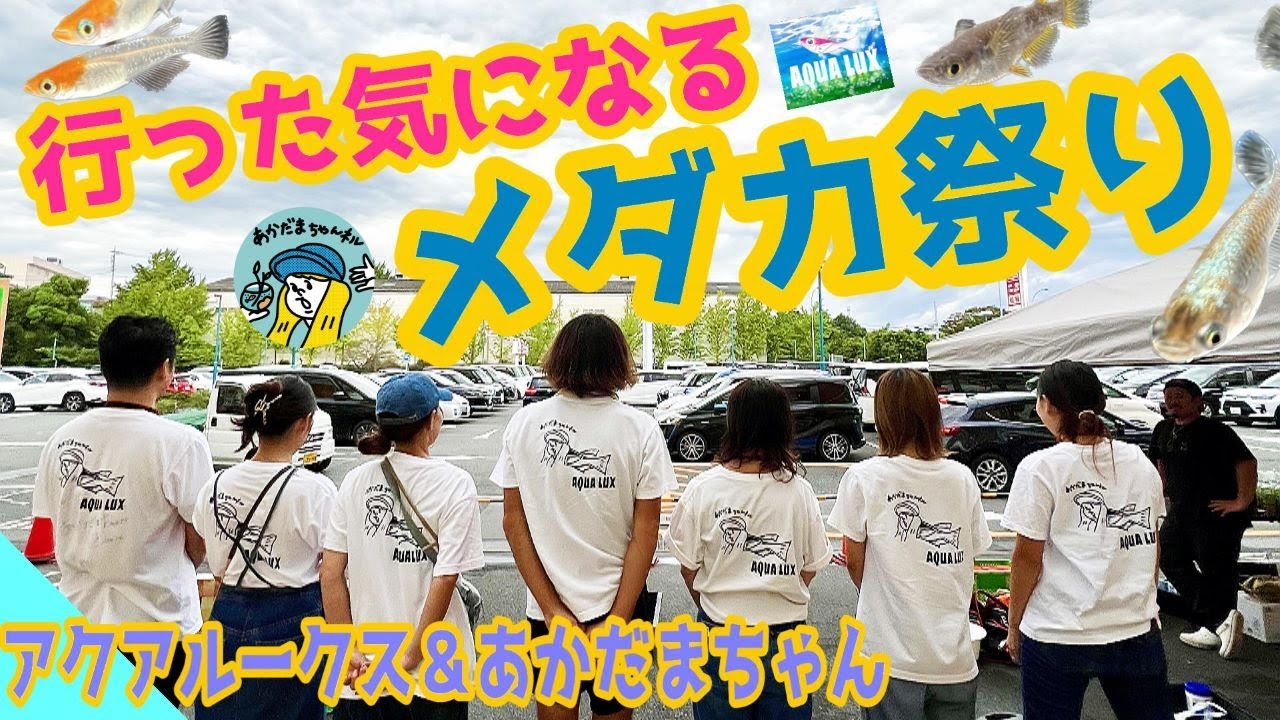 【メダカ】めだか祭りを開催しました（メダカイベントってどんな感じ？行った気になるめだか祭り！あかだまちゃんとアクアルークスがタッグで開催しました）