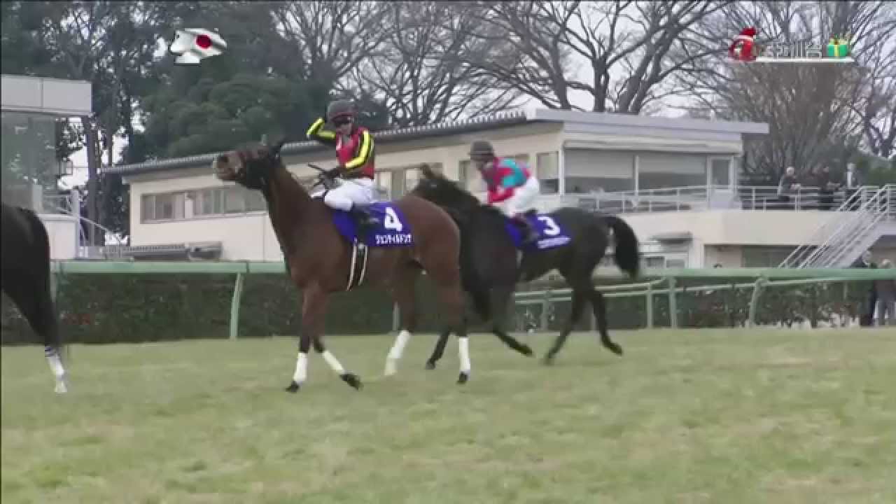2014 有馬紀念 Arima Kinen 貴婦人 Gentildonna ジェンティルドン