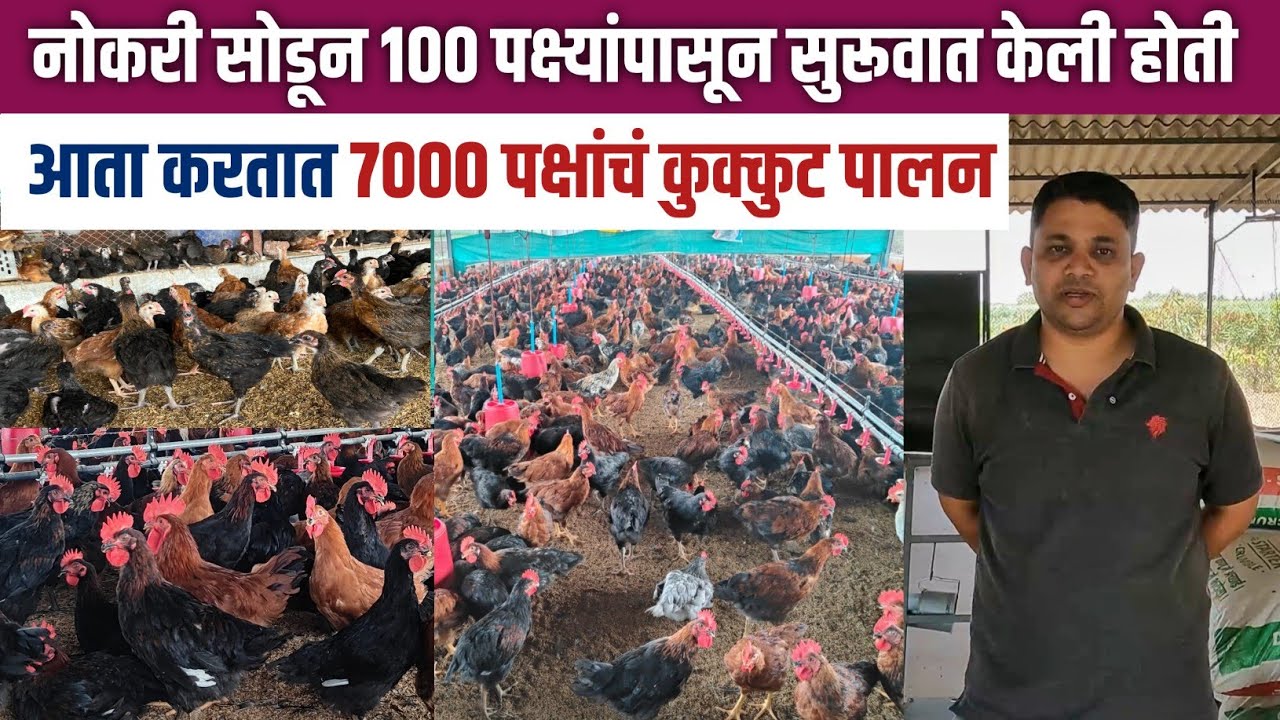 नोकरी सोडून गावरान कोंबडी पालन यशस्वीपणे करत असलेली यशोगाथा | Gavran kombdi palan in marathi 