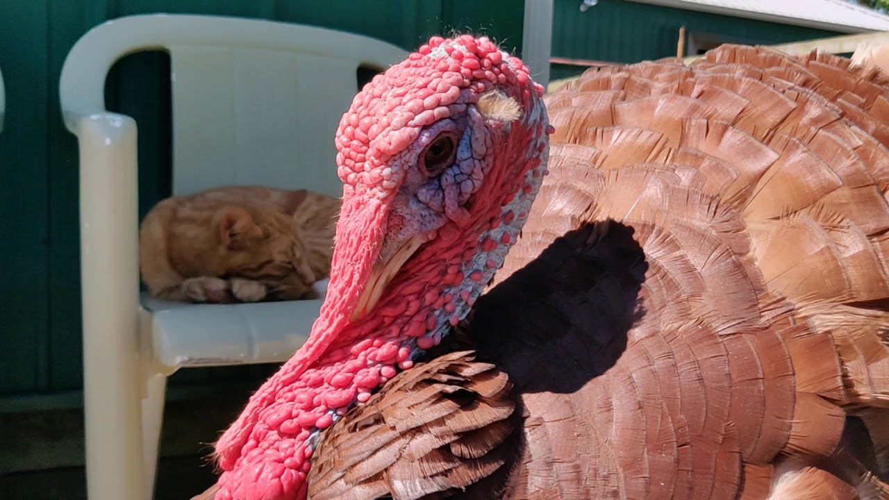 Tom Turkeys wear their emotions on their heads.