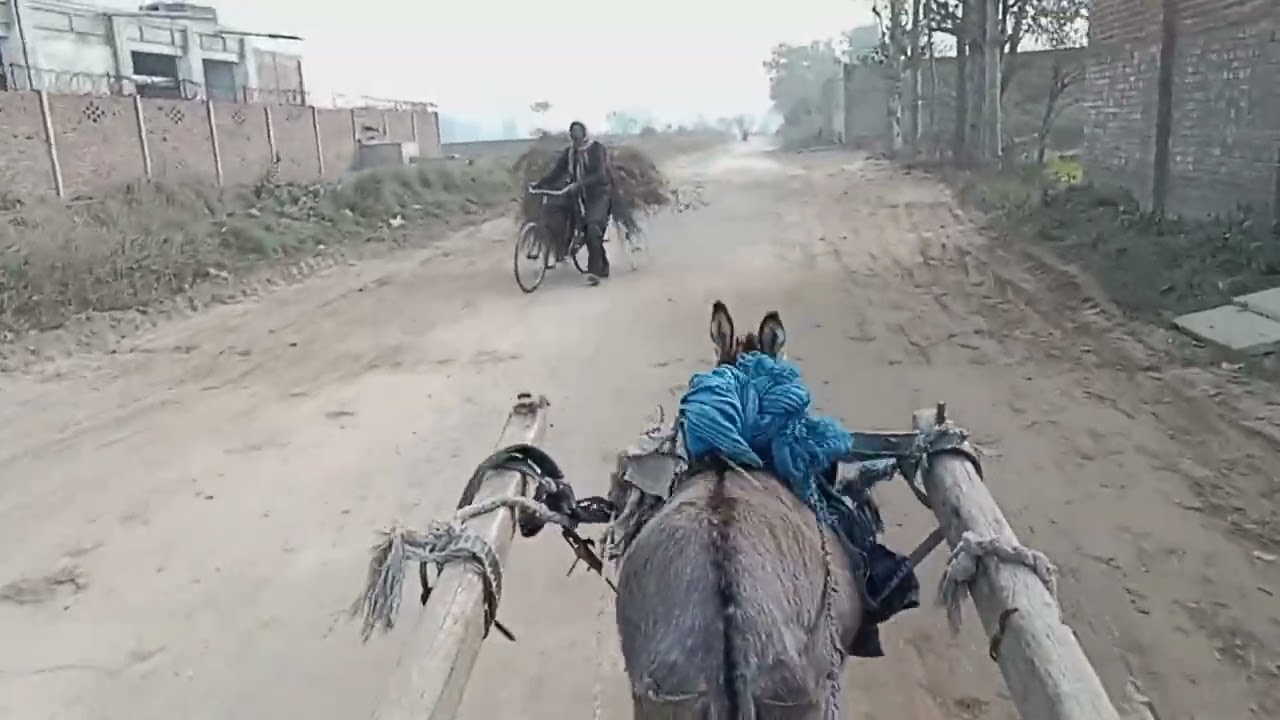 Friday Routine 🌿 | Happy Donkey Ride 🫏 & Sugarcane Day 🐄