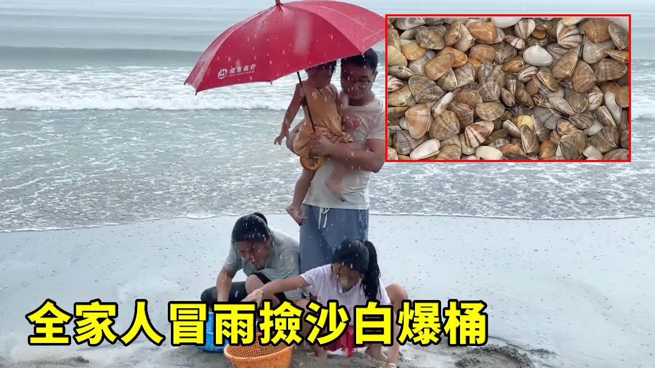 密密麻麻的沙白被海浪拍上岸，小漁全家人冒雨撿爆桶，回家美餐一頓太爽了【漁小仙
