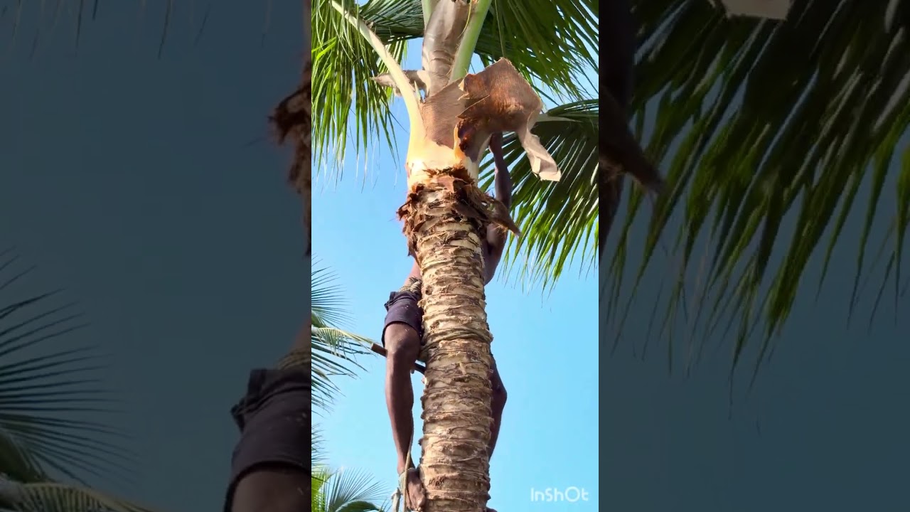 Tree#cutteraravind#toptrendingvodes#kanyakumari8248851253