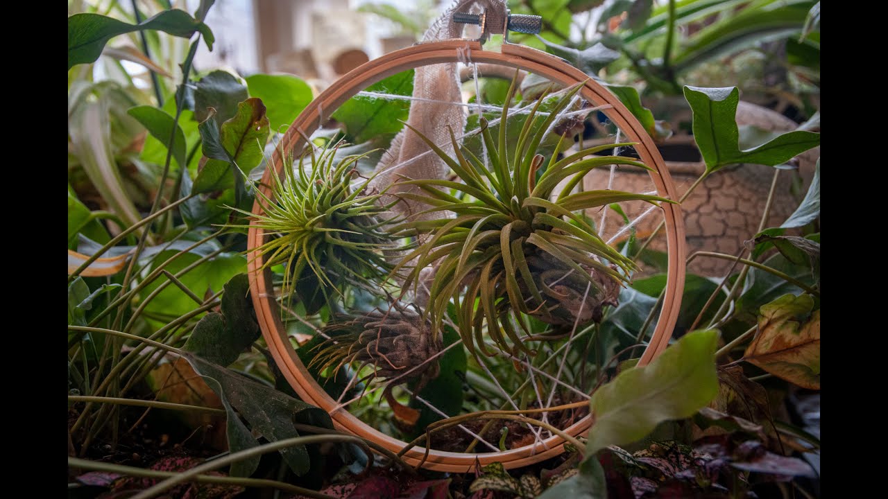 Creating an Air Plant Hoop Hanger