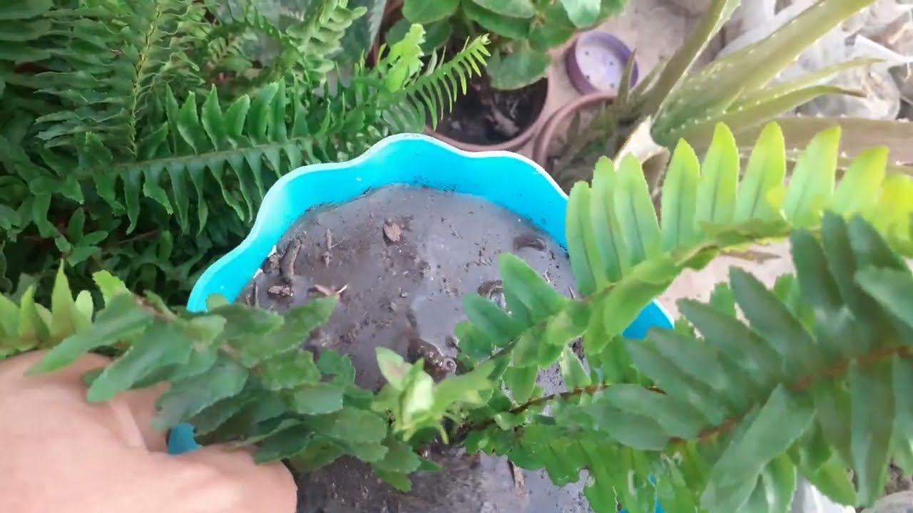 إكثار نبات السرخس( الخنشار )🌿 💚 سهل جدا👌 #fern #propagation #نباتات #نباتات_الزينة #إكثار