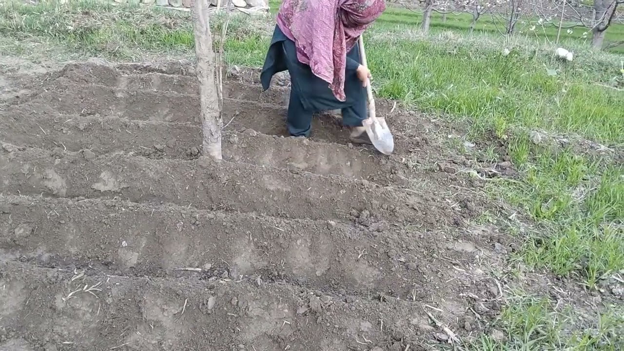 Spring season//farming in hunza... 