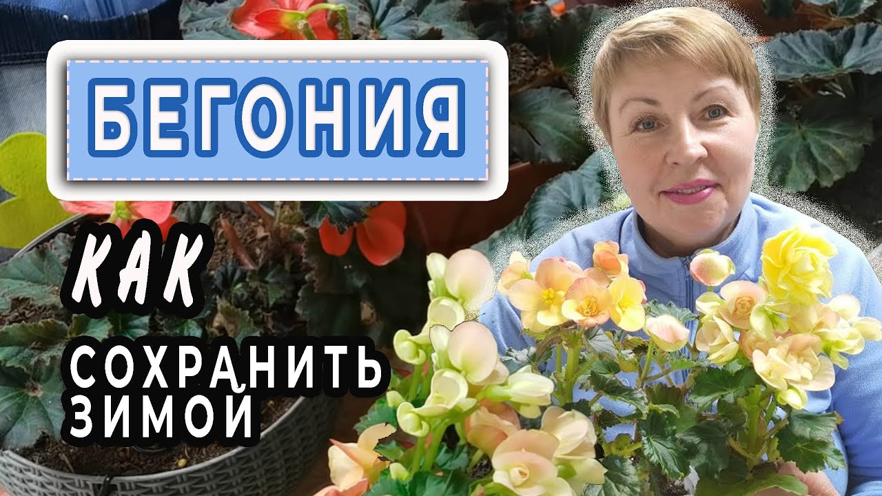 Как сохранить БЕГОНИЮ зимой?! Мой личный опыт. Когда сеять семена бегонии? Обзор сортов