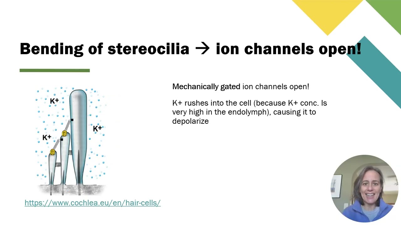 11c Auditory - Cochlea