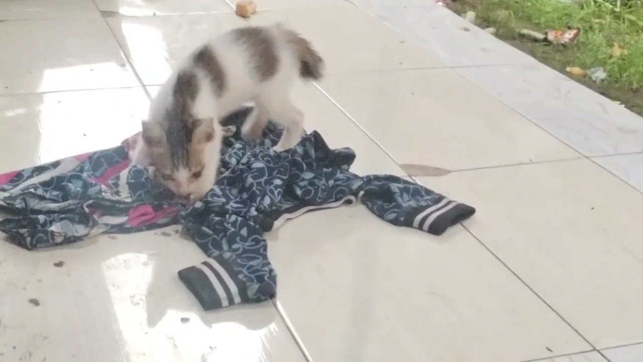 4 anak kucing sedang bermain 
