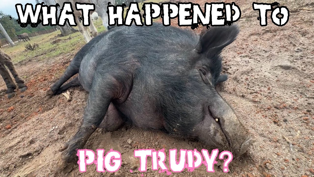 What’s Wrong With Pig Trudy and Where Is Tiny Tim?