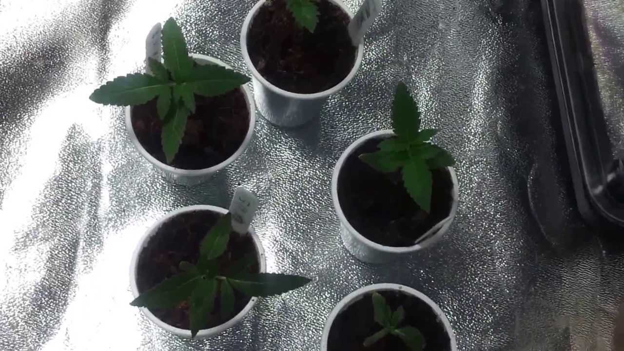 TGA genetics Drwho day 10 from germination