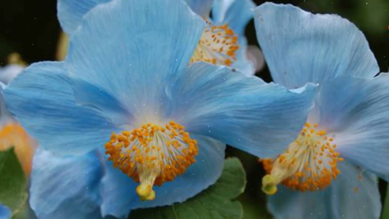 How to Grow Meconopsis