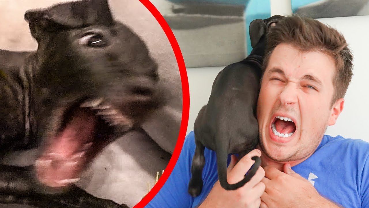 24 SATA IGNORIŠEMO PSA *loša ideja*