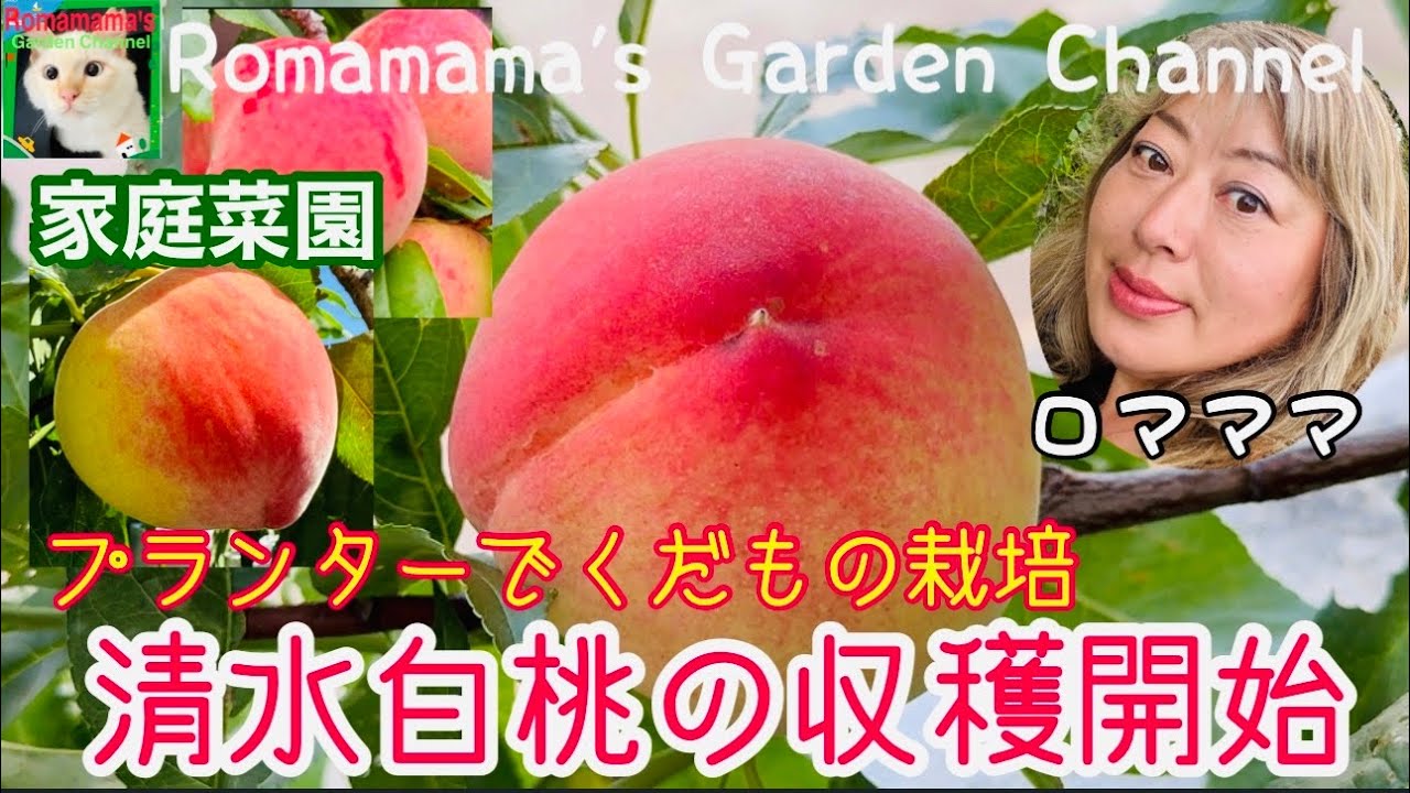【プランターでくだもの栽培】桃の鉢植え収穫と果物栽培の様子　#桃栽培　#家庭菜園