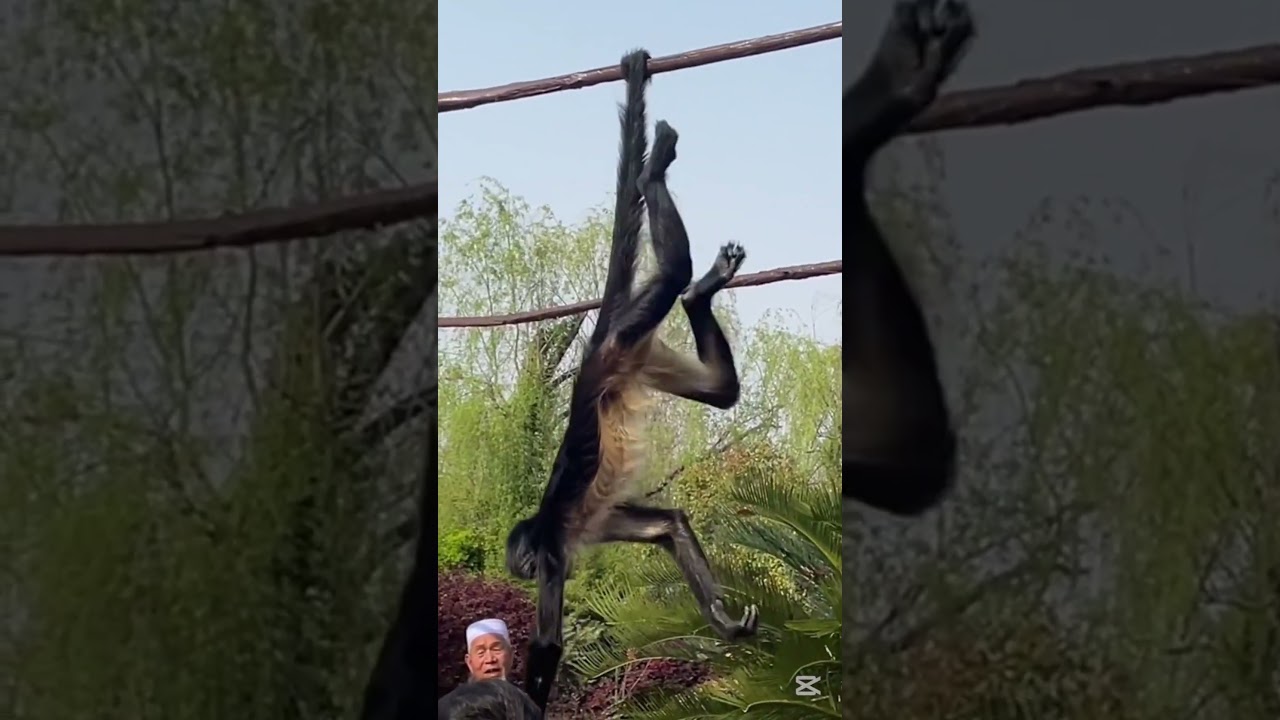 The Most Social Monkey🐒🧠? Watch This Spider Monkey in Action! #animaltracking
