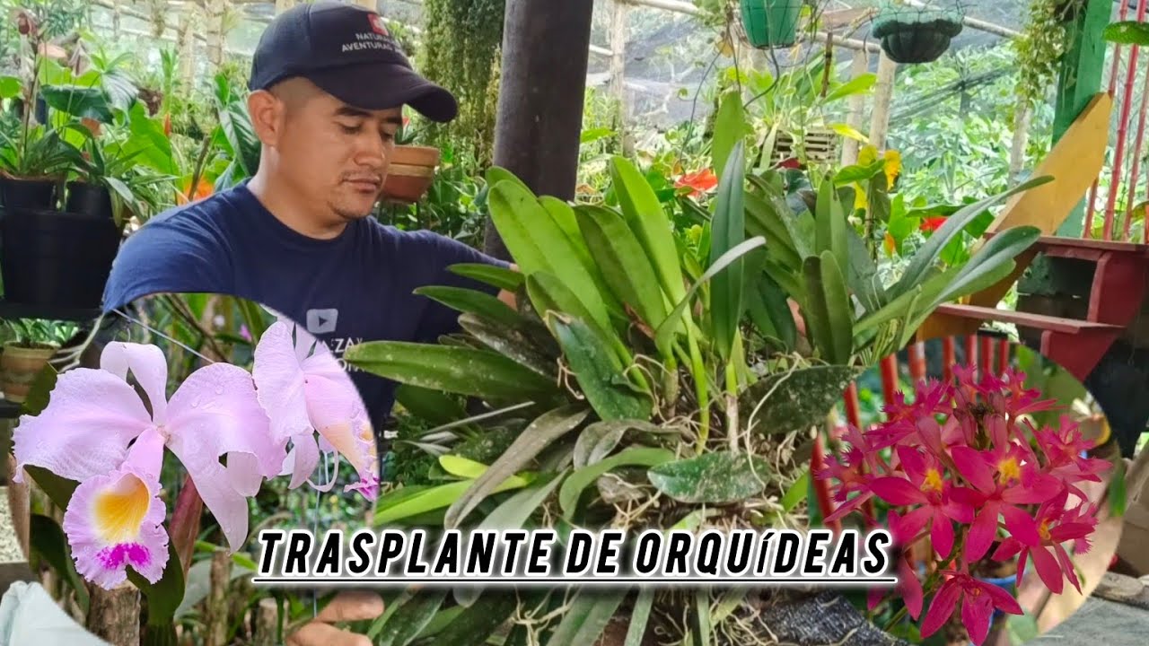 El mejor enraizado para las orquídeas y nueva floración