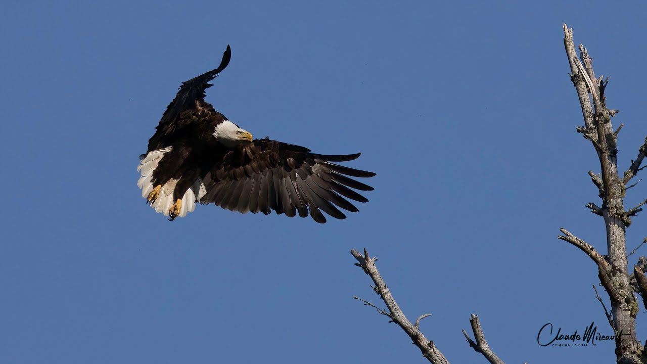 Pygargue à tête blanche / Bald Eagle