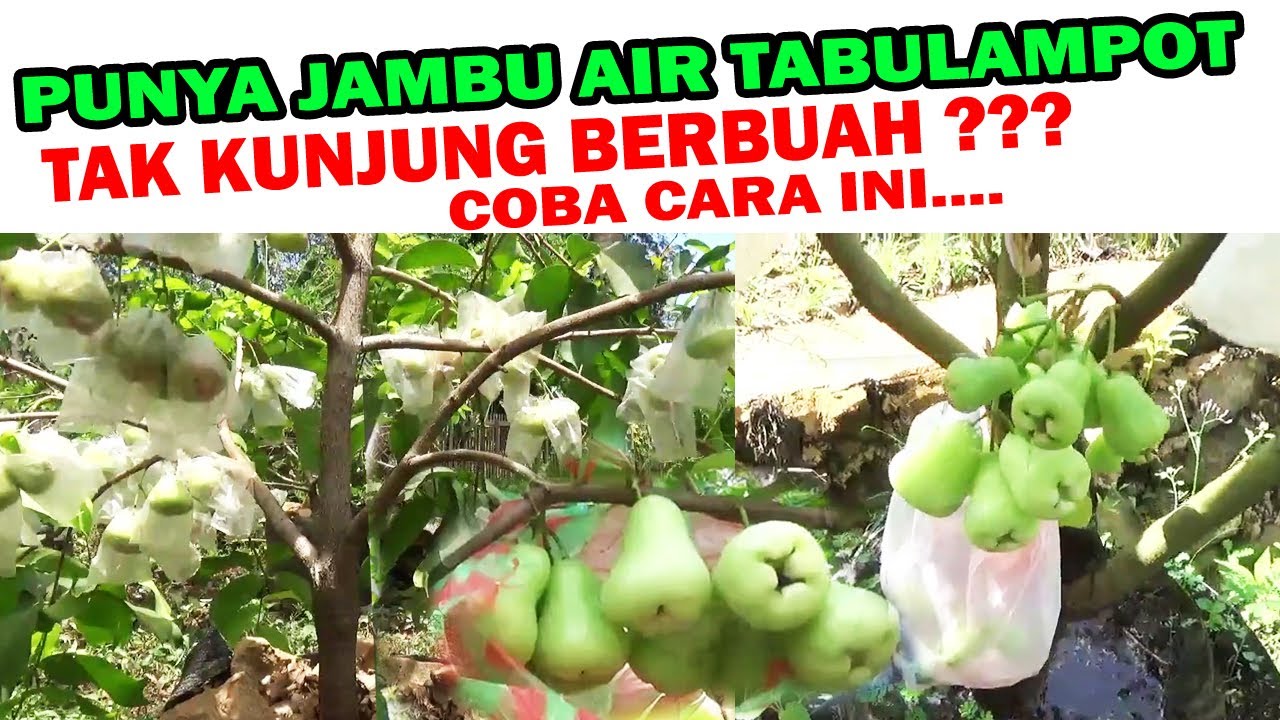Buat Apa Tanam Jambu Air Di Pot Kalau Tak Kunjung Berbuah Coba Lakukan Cara ini