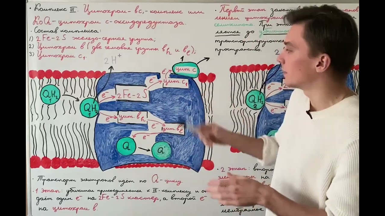 Окислительное фосфорилирование: III комплекс дыхательной цепи
