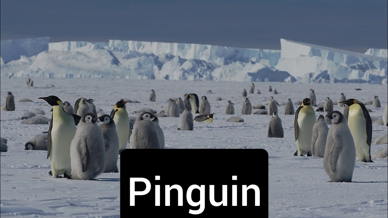 Pinguin