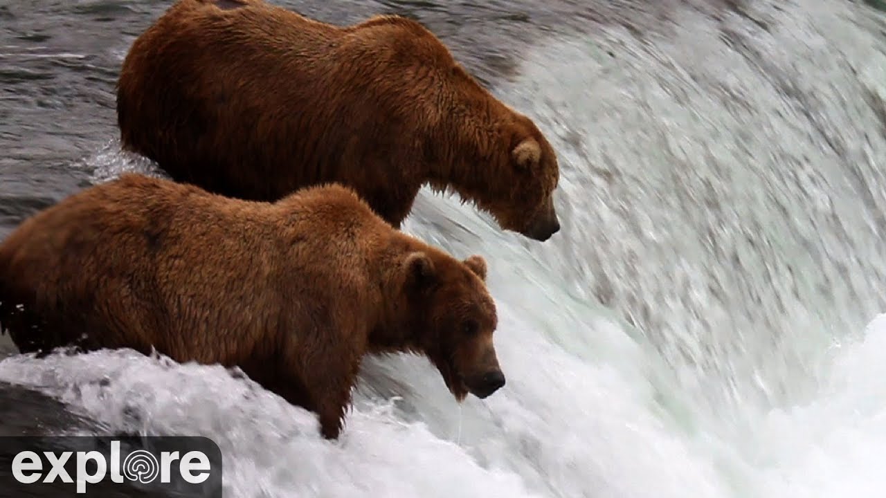 LIVE Brooks Falls - Katmai National Park, Alaska | explore.org