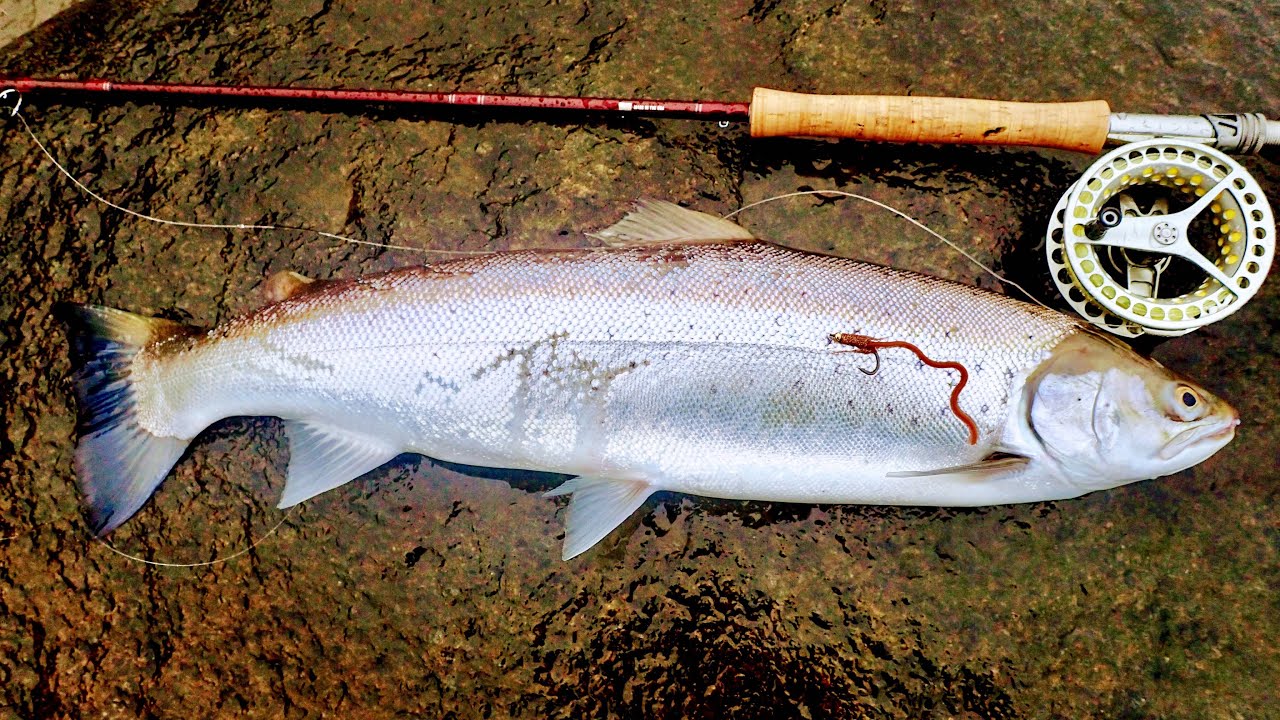 Regnvejr og 63 cm. overspringer p&aring; Nordkysten 15. marts 2019