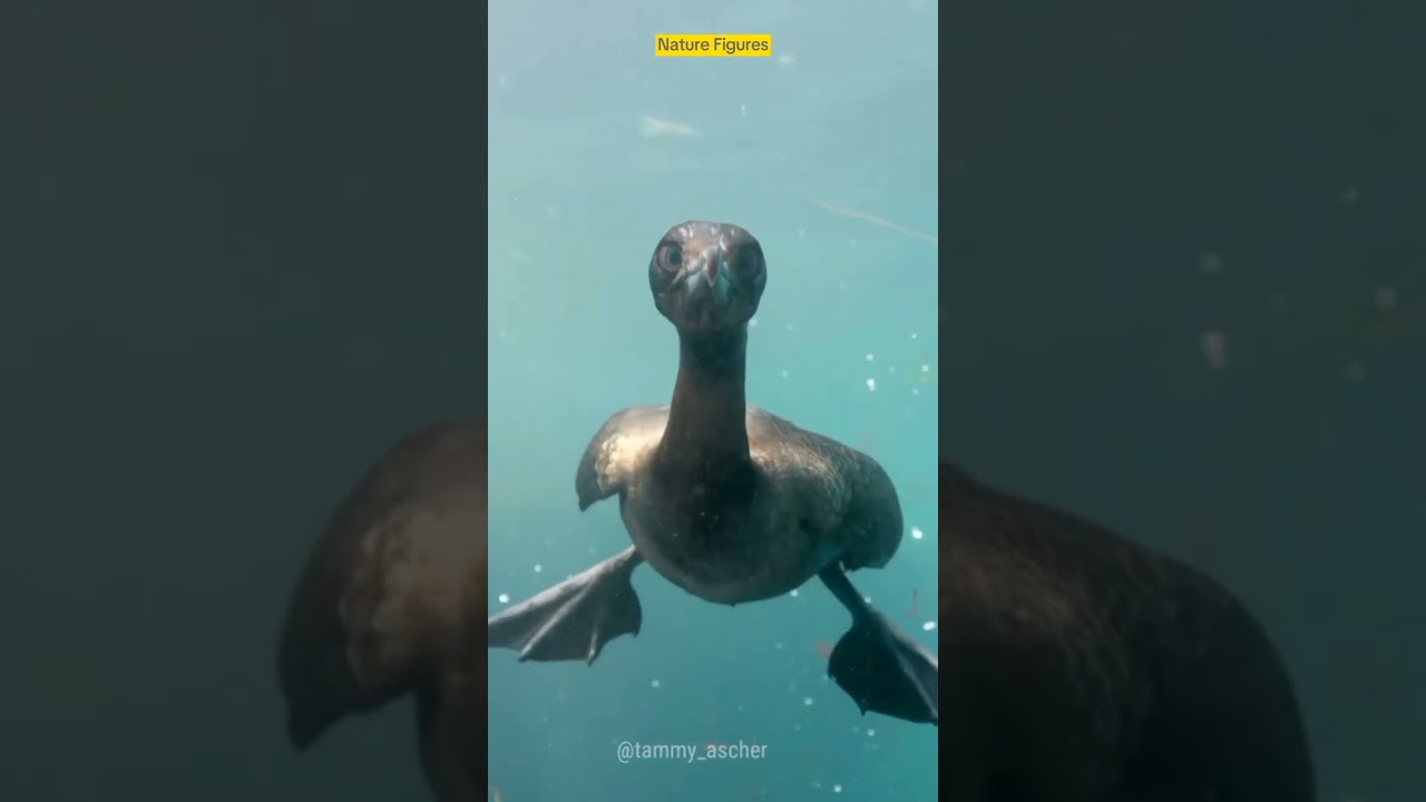 Kormoran Ptak | Ekspert nurkujący
