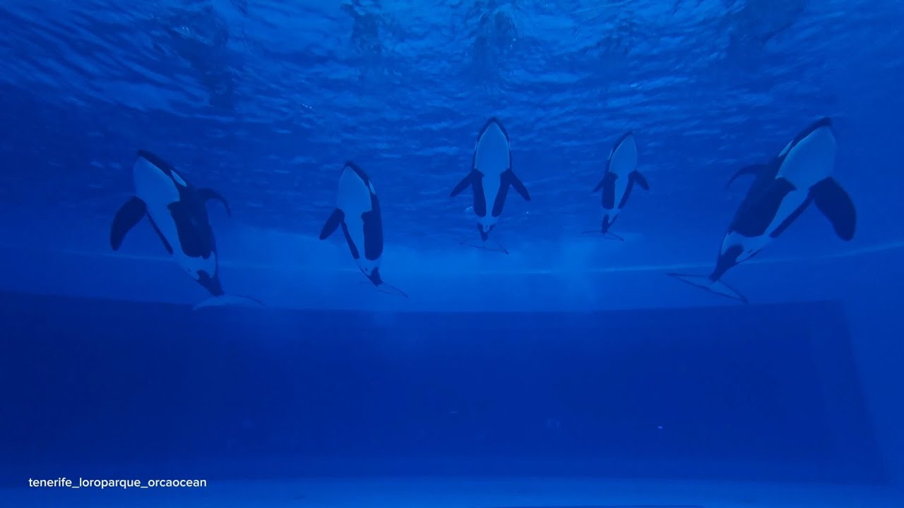Chimelong Spaceship full orca show 26.05.2024 under water!