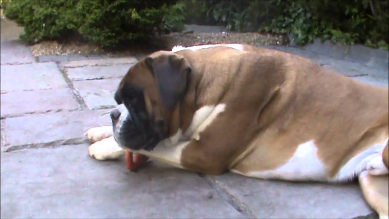 Boxer dog Alfie gets his leg stuck .... in his own toy!!