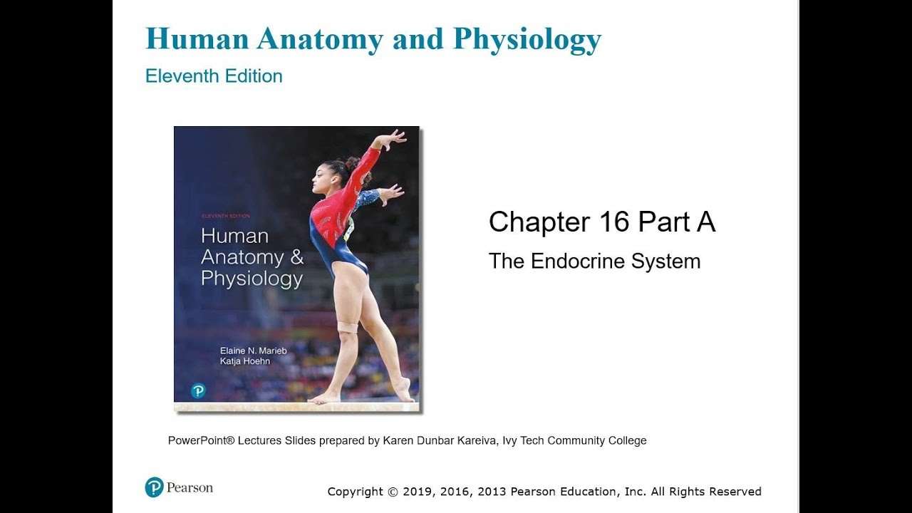 Chapter 16: The Endocrine System - Part I