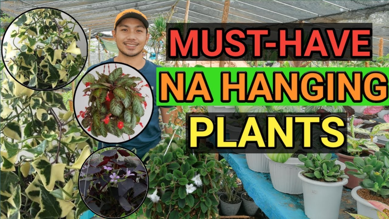 MUST-HAVE HANGING PLANTS