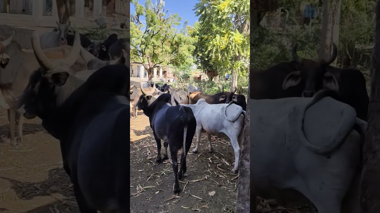 जालौर जिले के रानीवाड़ा (काबा) गांव में 15 वर्ष पहले बना अस्पताल की हालत।