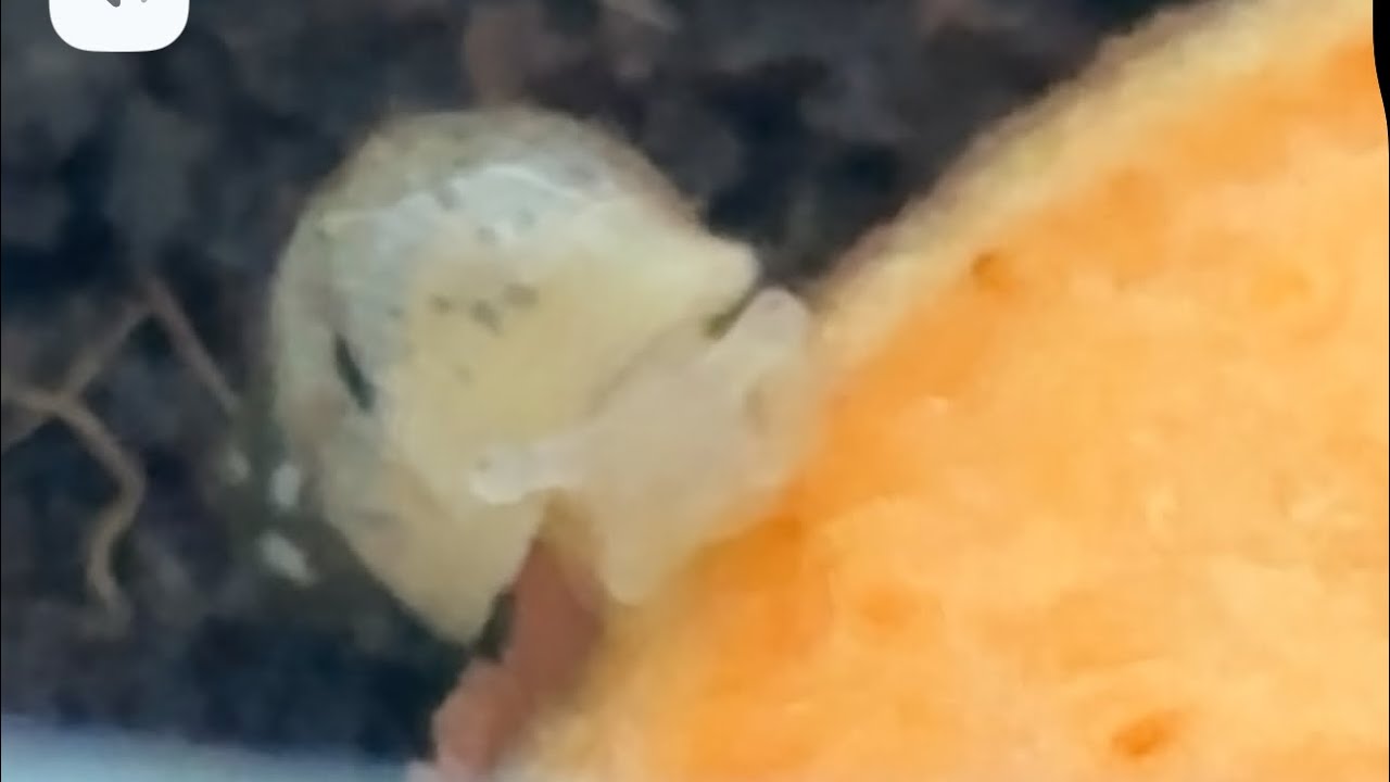 How to deal with snail eggs and how to incubate them with a bonus video at the end :)
