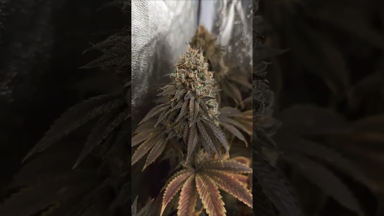 Ernte Zeit? Gorilla Melon #420 #viralvideo #420growers #growupdate #growerlife