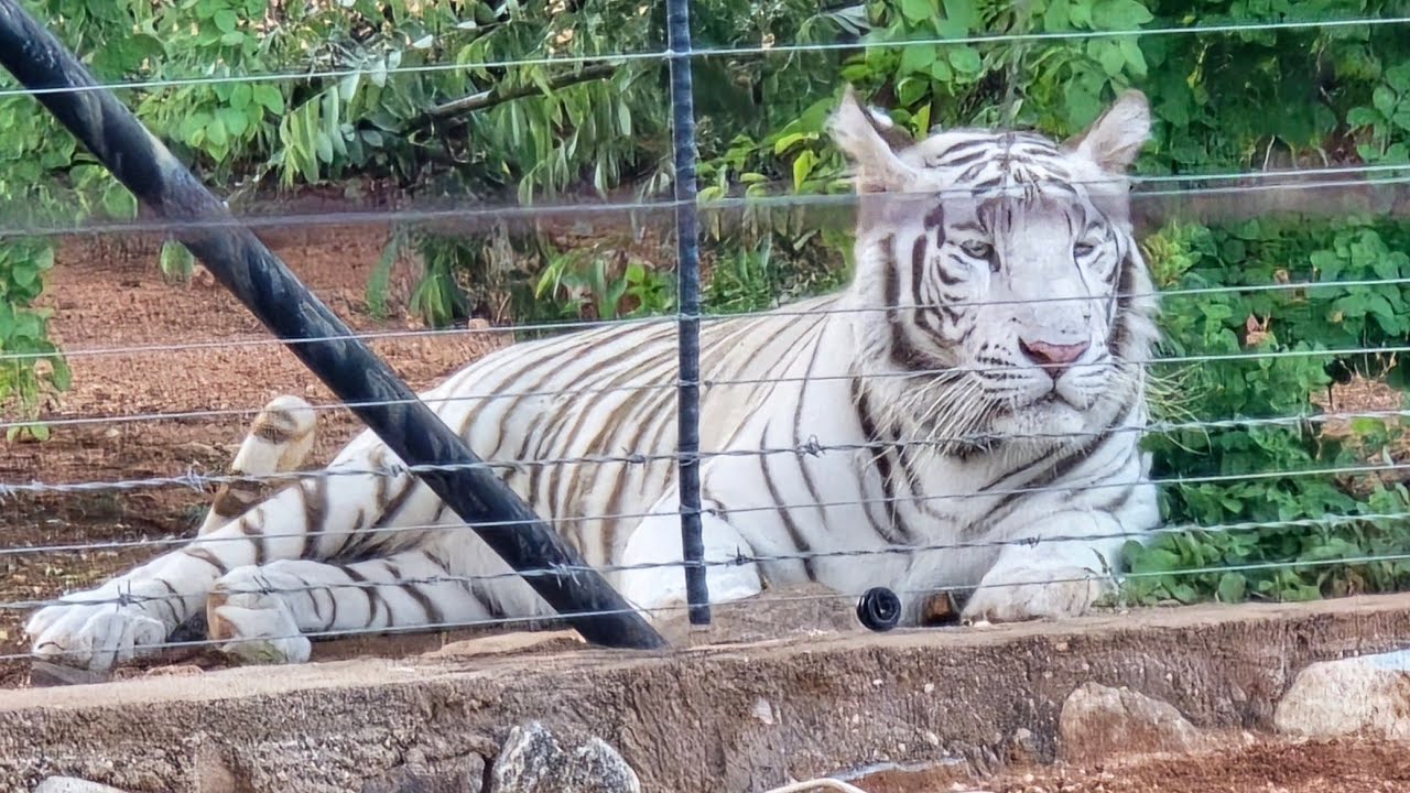 S1:E3 Meeting a white tiger in the rural areas | Outings 