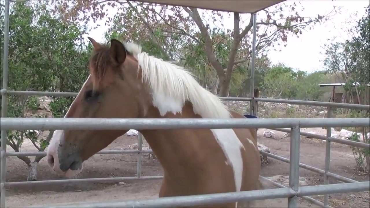 El lenguaje con los caballos