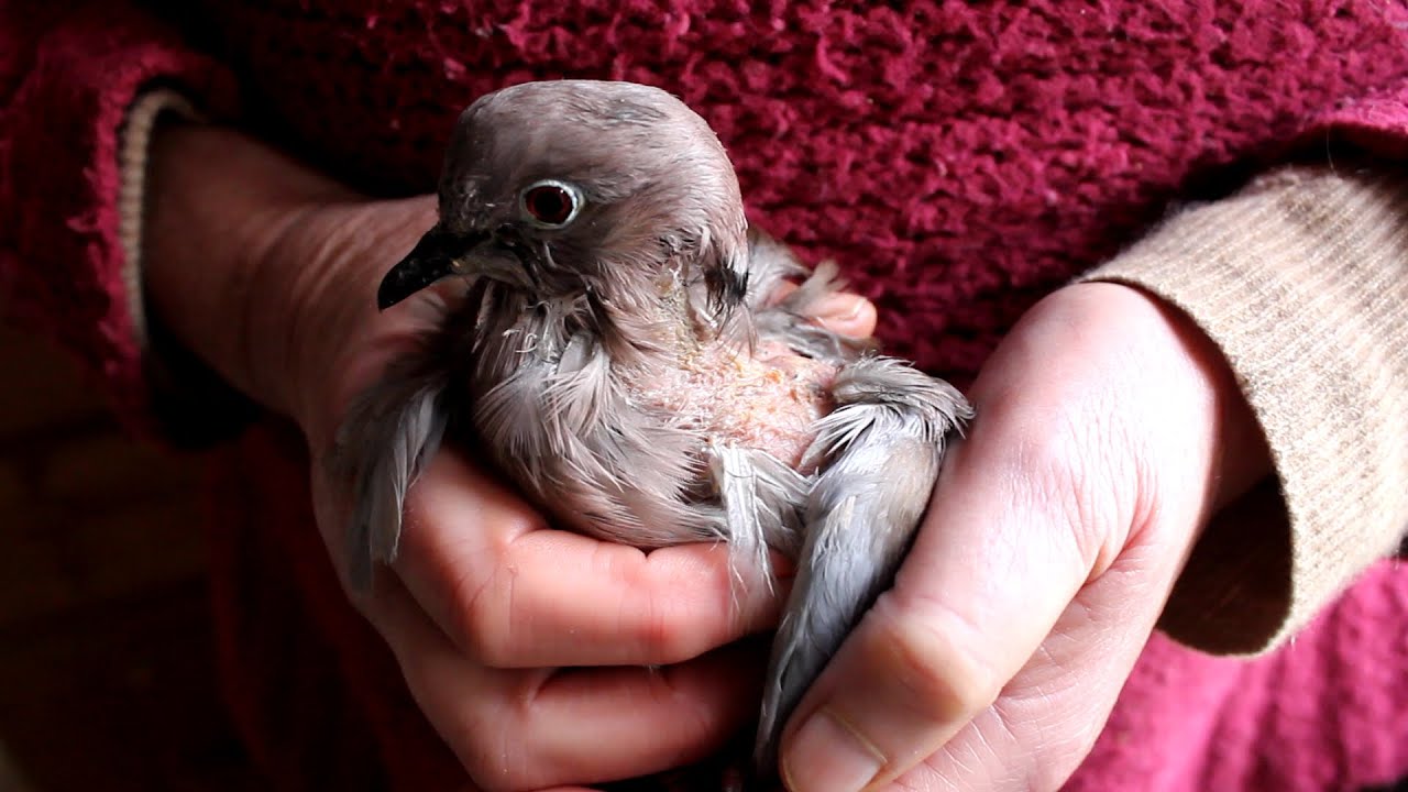 Wild Dove Rescue 2 Return to the Wild  La t&oacute;rtola -  sanada y libertada  La tourterelle est gu&eacute;rie
