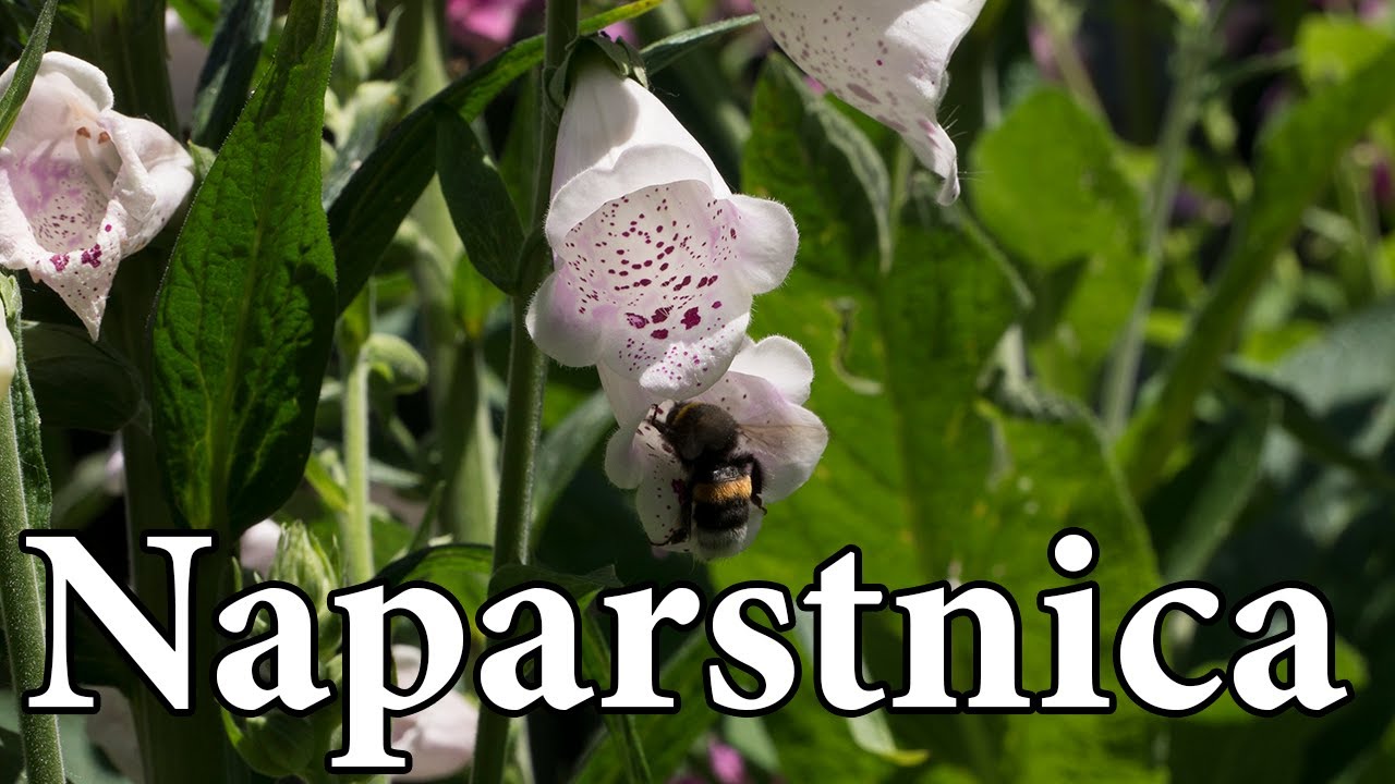 NAPARSTNICA W OGRODZIE / Cięcie kwiatostan&oacute;w / Kiedy wysiać / Odmiana CAMELOT / MrsGarden
