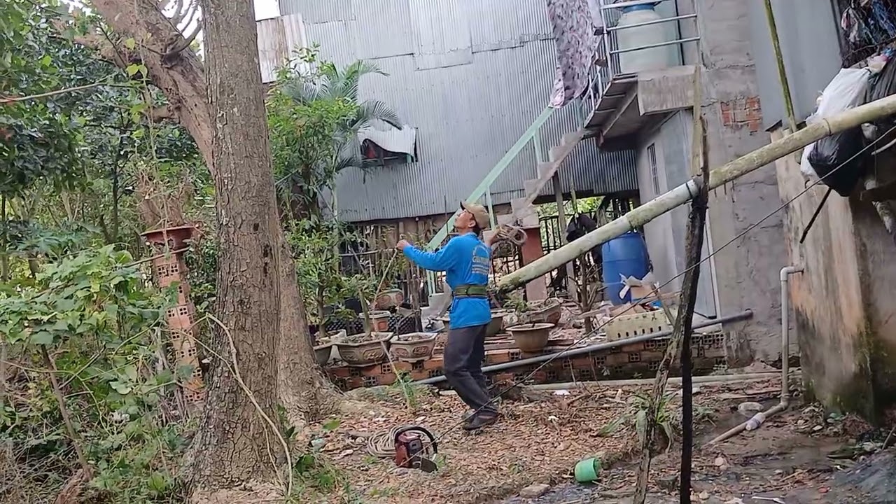 Hai anh em cưa hai cây còng ở sau nhà chỗ hẹp
