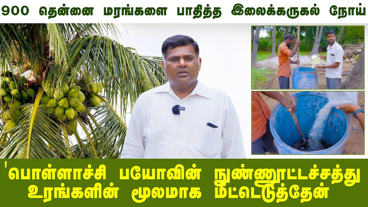 இலை கருகல் நோயை எவ்வாறு எதிர்கொள்ளலாம்??