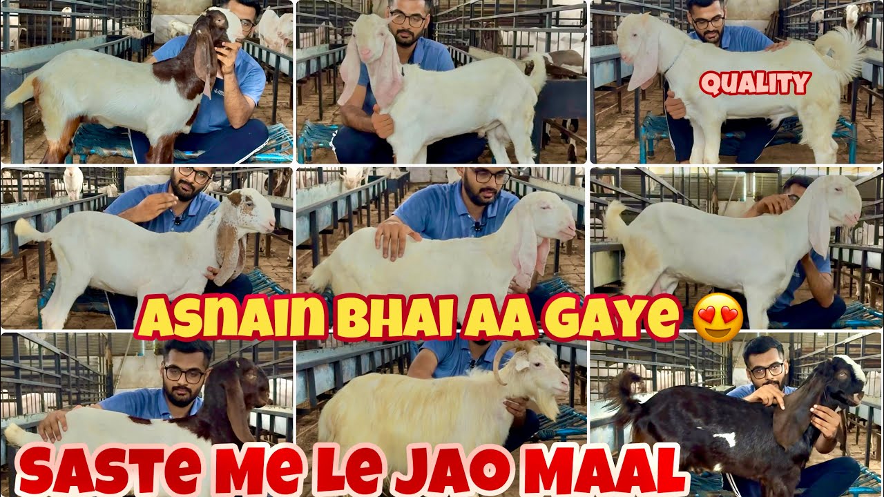 For Sale Top Quality Patira Male And Hydpat Hyderabadi Goat Jamnapari Cross Female At Aayat Goat Far