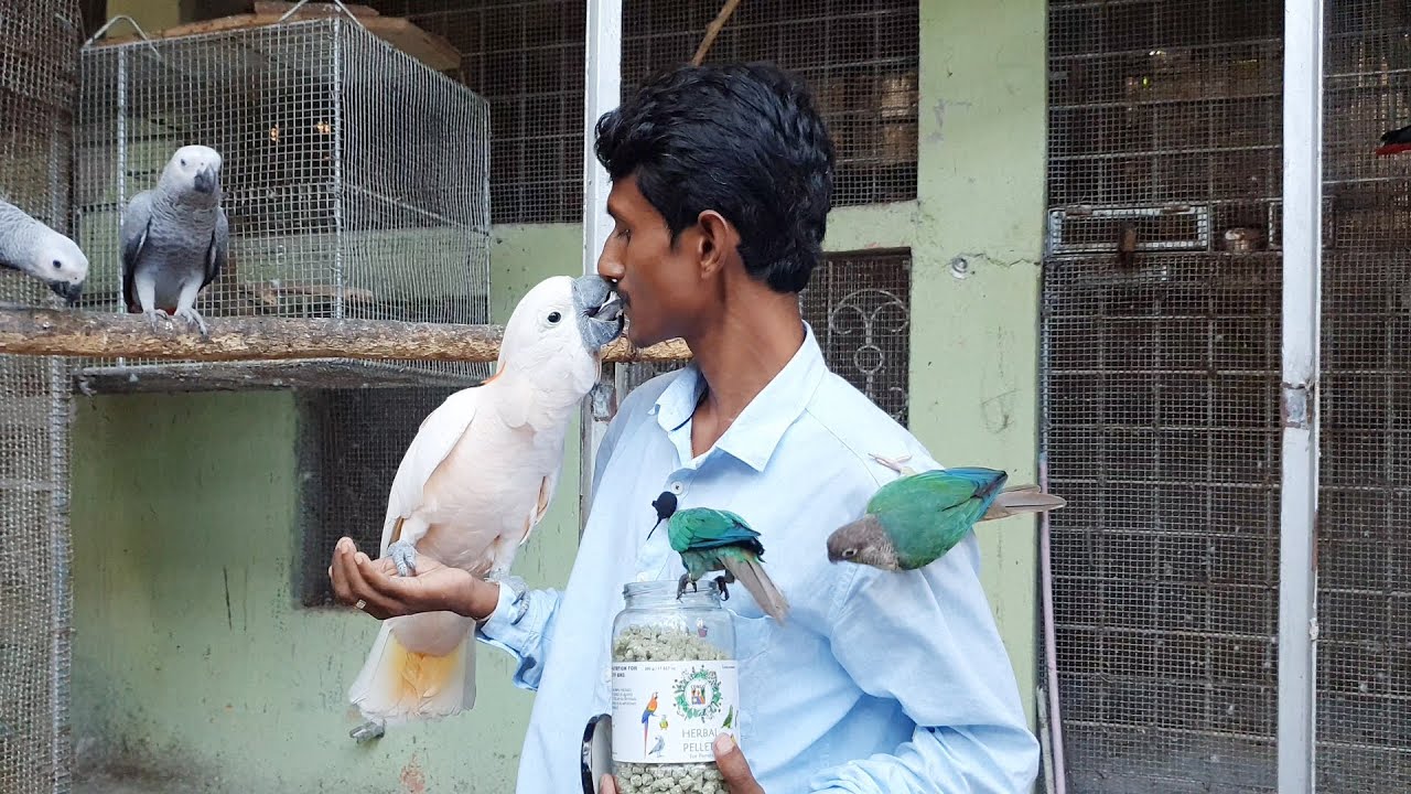Surprising New Home For Manka The Moluccan Cockatoo / Best Bird Cage House For Keeping At Home.